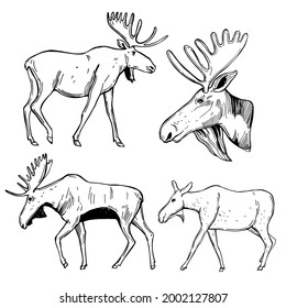 Hand drawn moose. Vector sketch  illustration.