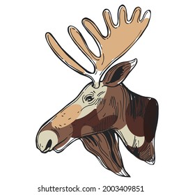 Hand drawn moose. Vector sketch  illustration.