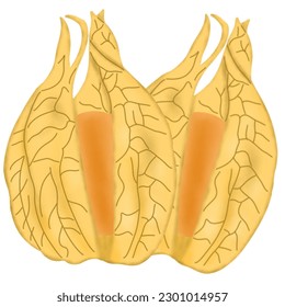 handgezeichnete Morel-Beerengrafik