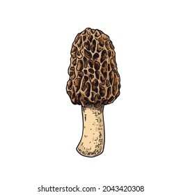 Hand drawn morel mushroom. Isolated sketch on white background. Vector illustration.