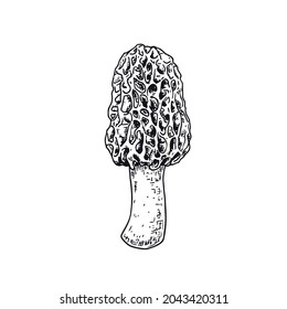 Hand drawn morel mushroom. Isolated sketch on white background. Vector illustration.