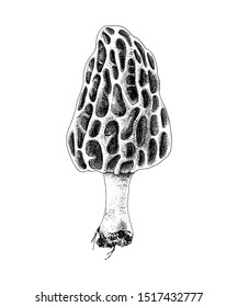 Hand drawn morel mushroom. Vector illustration