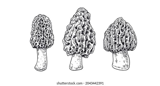 Hand drawn morel mushrooms. Isolated sketch on white background. Vector illustration.