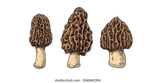 Hand drawn morel mushrooms. Isolated sketch on white background. Vector illustration.