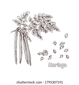 Hand drawn moringa branch, leaves, flowers and seeds. Vector illustration in retro style isolated on white background.