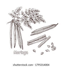 Hand drawn moringa branch, leaves, flowers and seeds. Vector illustration in retro style isolated on white background.