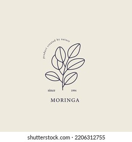 Hand drawn moringa illustration. Botanical drawing