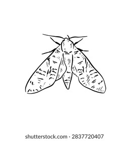 Hand drawn moth arial view, drawn in black line.