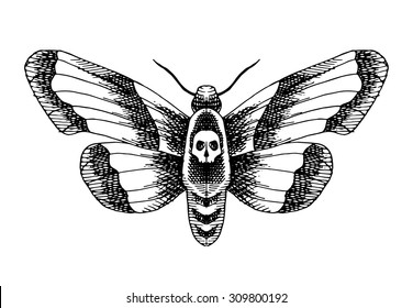 Skull Moth Images, Stock Photos & Vectors | Shutterstock