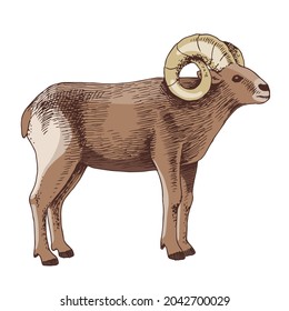 Hand drawn mouflon, sketch graphics illustration