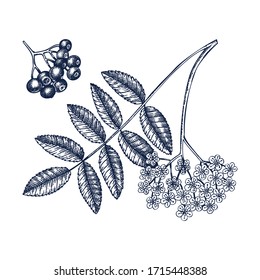 Hand drawn mountain ash with berries and flowers vector illustration in engraved style. Wild berries on white background. Hand drawing. Vintage garden berry sketch. Rowan tree branch outline. 