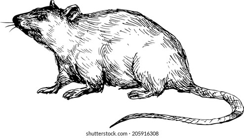 hand drawn mouse