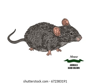Hand drawn mouse or rat animal. Colored sketch on white background. Vector illustration vintage.