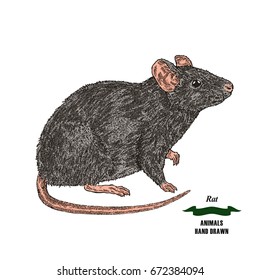 Hand Drawn Mouse Rat Animal Colored Stock Vector (royalty Free) 672384094