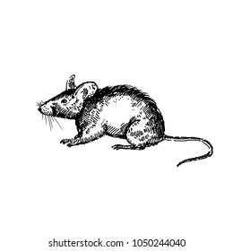 Hand Drawn Mouse Or Rat. Sketch, Vector Illustration.