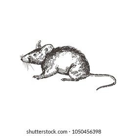 Hand Drawn Mouse Or Rat. Sketch, Vector Illustration.