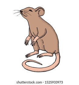 Hand drawn mouse or rat.  Vector with mammal animal isolated on white background. Illustration for T-shirt graphics, books images, poster, textiles.
