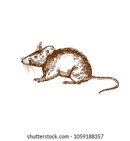 Hand drawn mouse. Sketch, vector illustration.