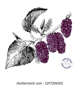 Hand drawn mulberry branch with flowers and ripe berries. Vector illustration