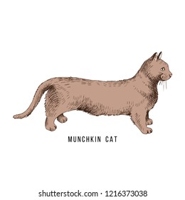 Hand drawn munchkin cat. Vector illustration