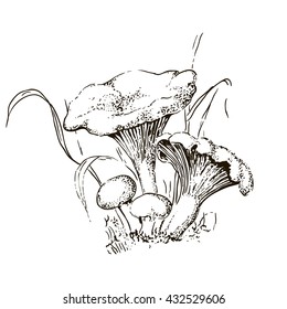 Hand drawn mushroom. Chanterelle and grass. Vector illustration.