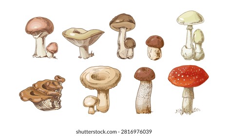 Hand drawn mushroom collection featuring various forest fungi species including boletus, chanterelle, oyster mushroom, russula and amanita. Vintage botanical sketch set with detailed mycology illustrations isolated on light background.