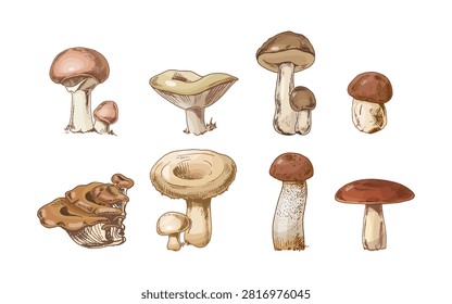 Hand drawn mushroom collection featuring various forest fungi including boletus, chanterelle, oyster mushroom and russula. Vintage botanical sketch set with detailed mycology illustrations isolated on light background.