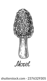 Hand drawn mushroom concept. Minimalistic sketch of morel. Natural and organic product. Graphic element for website. Linear flat vector illustration isolated on white background