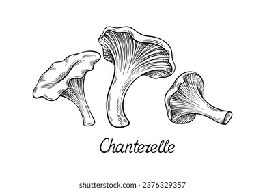 Hand drawn mushroom concept. Minimalistic sketch of chanterelle. Natural and organic product. Poster or banner for website. Linear flat vector illustration isolated on white background