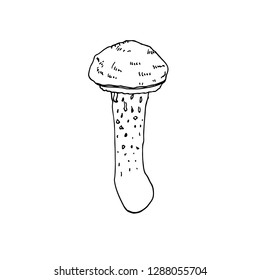 Hand drawn mushroom. Design elements for poster, menu, banner, menu. Vector illustration.  Sketch food drawing isolated on white background.