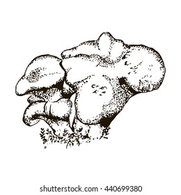 Hand drawn mushroom. Hedgehog fungus. Yellow prickle fungus. Vector illustration.