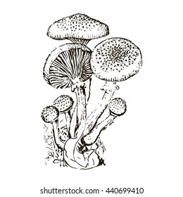 Hand drawn mushroom. Honey fungus. Vector illustration.