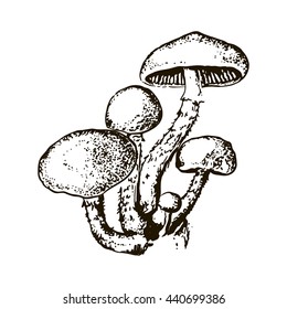 Hand drawn mushroom. Little cluster fungus. Vector illustration.