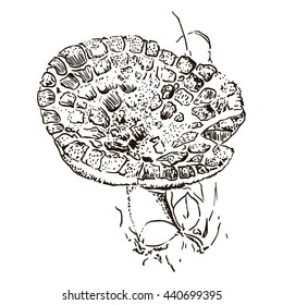 Hand drawn mushroom. Scaled prickle fungus. Vector illustration.