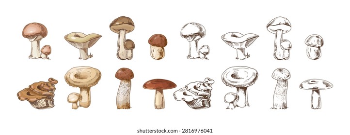 Hand drawn mushroom set featuring various forest fungi species including boletus, chanterelle, oyster mushroom, russula and leccinum. Vintage botanical sketch collection with detailed mycology illustrations isolated on light background.