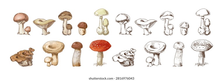 Hand drawn mushroom set featuring edible and poisonous forest fungi including boletus, chanterelle, oyster mushroom, russula and amanita. Vintage botanical sketch collection with detailed mycology illustrations isolated on light background.