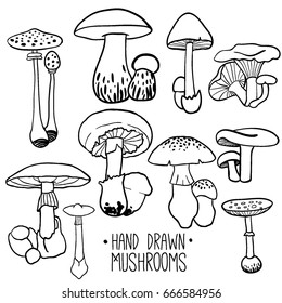 Hand drawn mushroom set. Sketch style vector illustration.