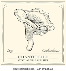 hand drawn mushroom sketch illustration. mushroom Outline. vector illustration. mushroom line art. mushrooms isolated on a white background.