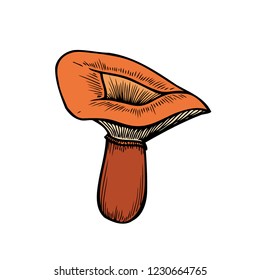 Hand drawn mushroom vector colorful sketch. Collection of different mushrooms with roots, real edible and poisonous boletus