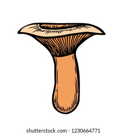 Hand drawn mushroom vector colorful sketch. Collection of different mushrooms with roots, real edible and poisonous boletus