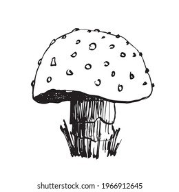 Hand drawn mushroom vector. Fungi ink illustration.