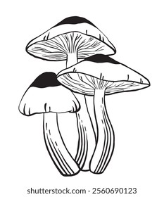 Hand drawn mushroom vector illustration.