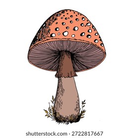 cogumelo desenhado à mão, ilustração vetorial. Cardápio de comida vegana. Cogumelos venenosos e comestíveis Colheita de cogumelos de outono, esboços de plantas florestais.