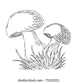 Hand drawn mushrooms