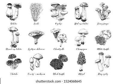 Hand drawn mushrooms collection. 15 types of edible mushrooms. Vector illustration