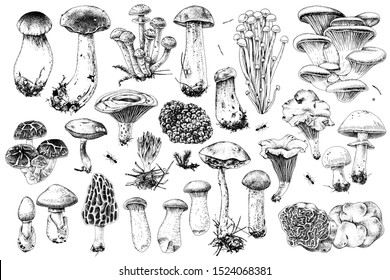 Hand drawn mushrooms collection. 17 types of edible mushrooms. Vector illustration