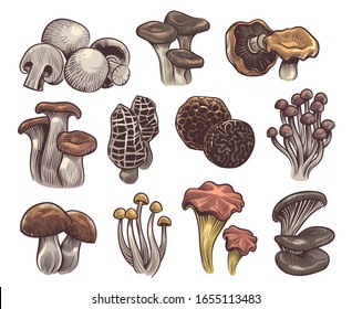 Hand drawn mushrooms. Colorful sketch forest mushroom champignon and truffle, trumpet and chanterelle, shiitake, organic vegetarian vector gourmet product