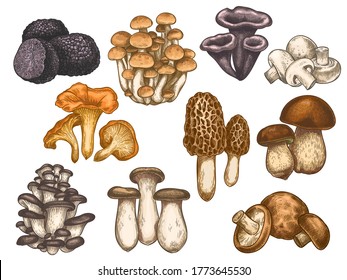 Hand drawn mushrooms. Colorful sketch various edible mushroom truffle, champignon, black and king trumpet, bolete vegan product vector set. Vegetarian ingredient for cooking, organic food g