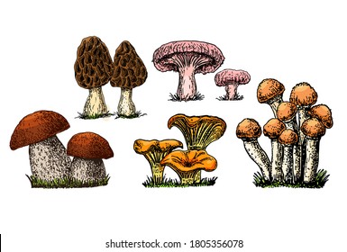Hand drawn mushrooms. Colorful sketch various edible mushroom boletus, morels, mushrooms, chanterelles, vegan product vector set. Vegetarian ingredient for cooking, organic food