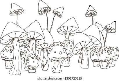 Hand drawn mushrooms illustration